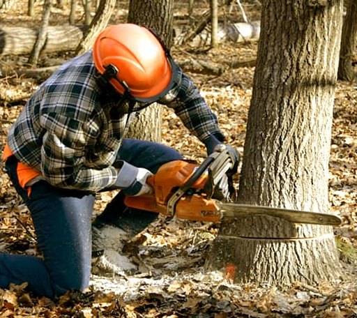 Tree Removal in Bethlehem, CT